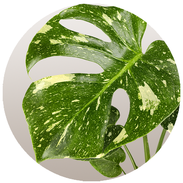 WI_Thumbnails_Curated_Monstera-Thai-Constellation