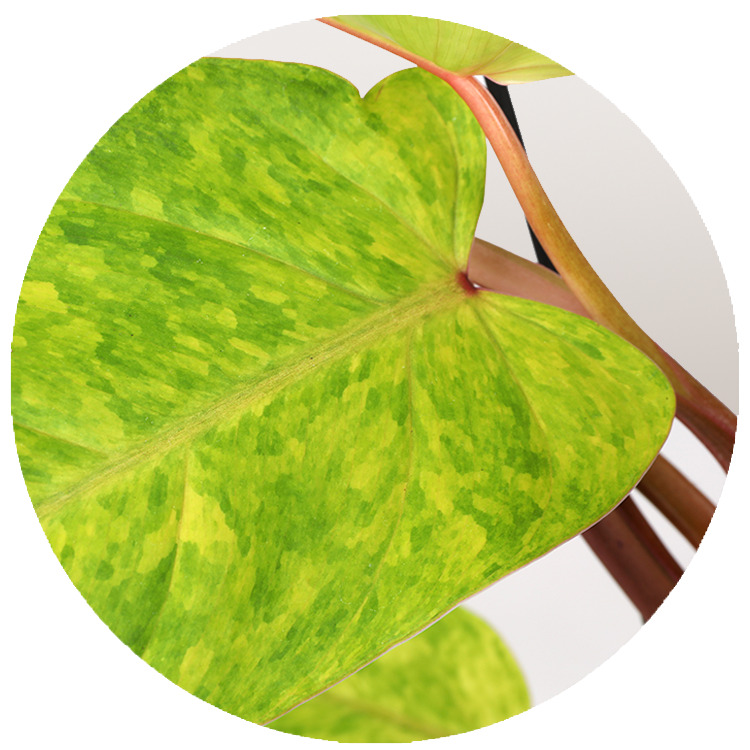WI_Thumbnails_Curated_Philodendron-Painted-Lady