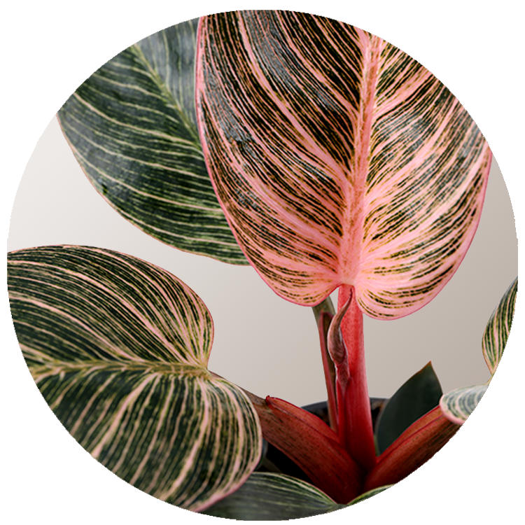 WI_Thumbnails_Curated_Philodendron-Pink-Bikini