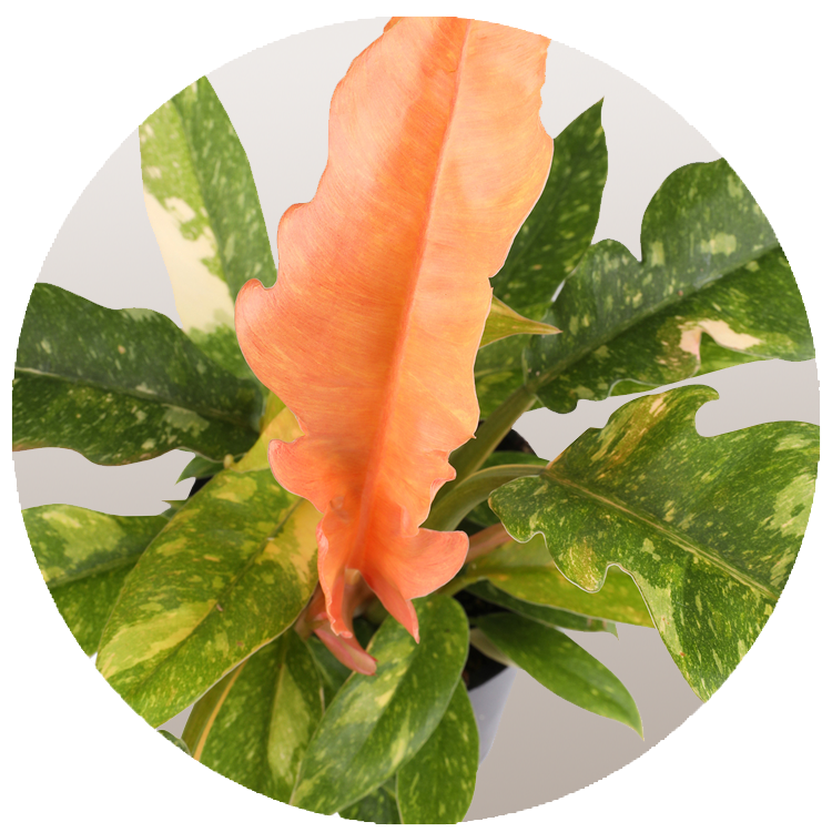 WI_Thumbnails_Curated_Philodendron-Ring-of-Fire