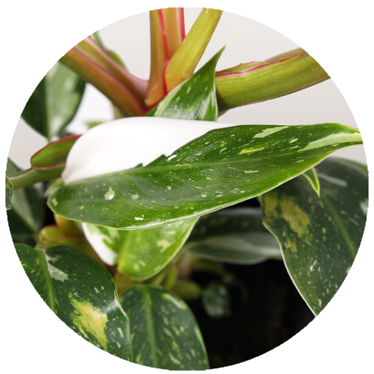 WI_Thumbnails_Curated_Philodendron-White-Princess