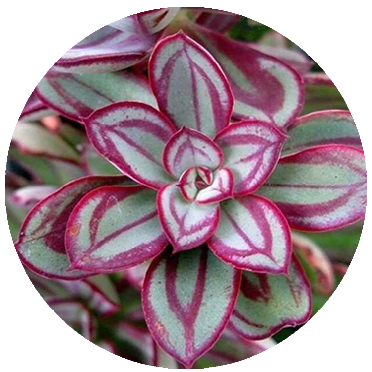 WI_Thumbnails_Echeveria_Nodulosa