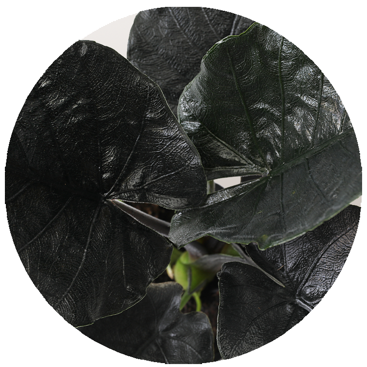WI_Thumbnails_FY26_Curated_Alocasia_Antoro-Velvet