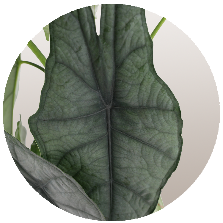 WI_Thumbnails_FY26_Curated_Alocasia_Dragon-Breath