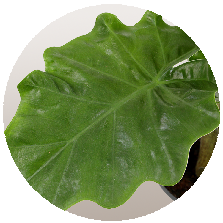 WI_Thumbnails_FY26_Curated_Alocasia_Low-Rider