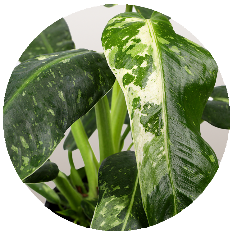 WI_Thumbnails_FY26_Curated_Jose-Bueno