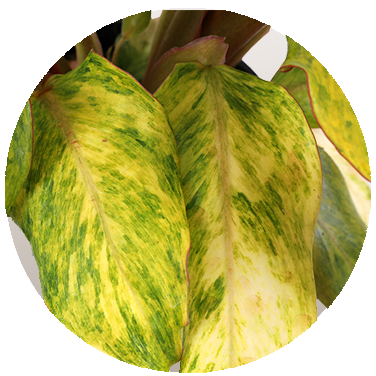 WI_Thumbnails_FY26_Curated_Orange-Marmalade