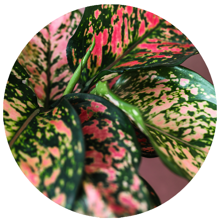 WI_Thumbnails_FY26_Foliage_Aglaonema