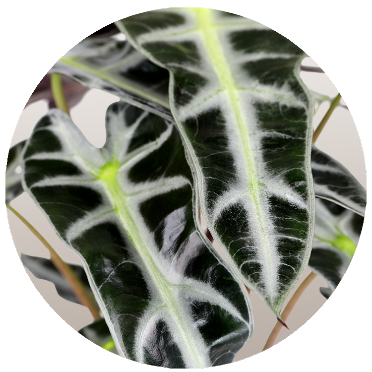 WI_Thumbnails_FY26_Foliage_Alocasia_Bambino