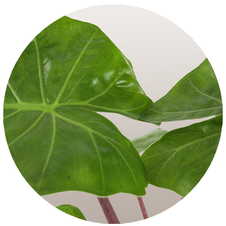 Alocasia Imperial Red, Imperial Red Plant