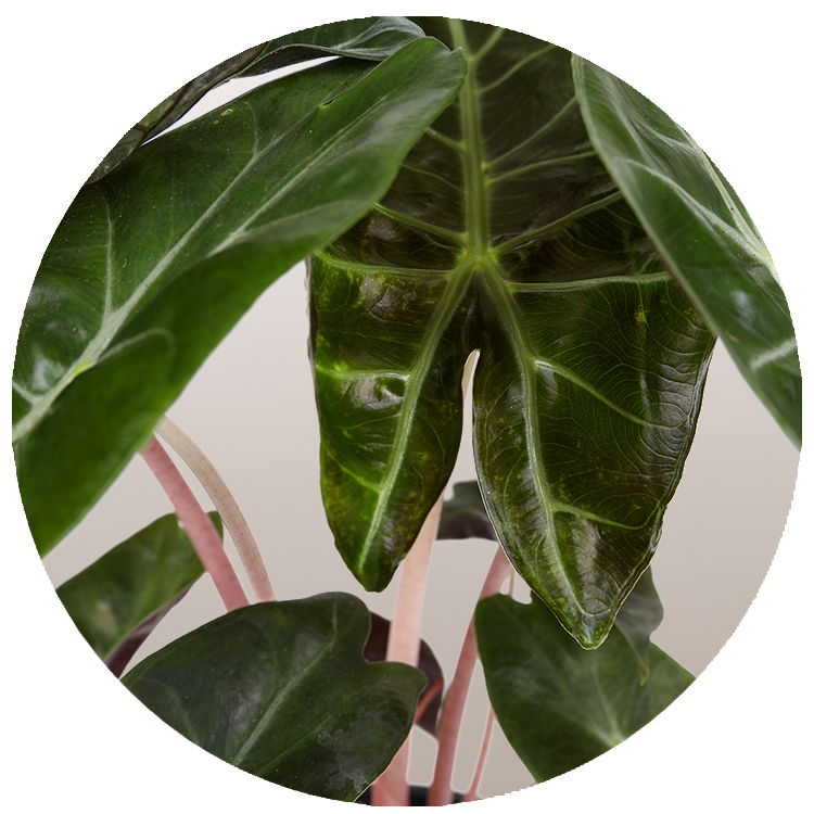 Alocasia Pink Dragon Care, Pink Dragon Plant, Alocasia Pink Dragon