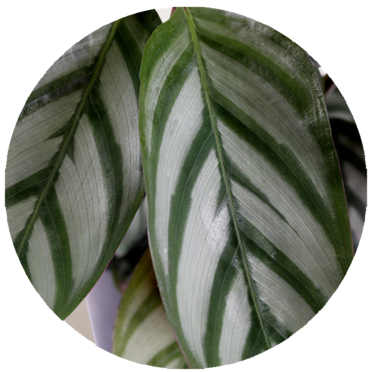 WI_Thumbnails_FY26_Foliage_Calathea_CompactStar (1)