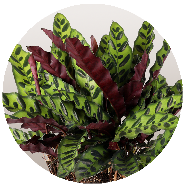 WI_Thumbnails_FY26_Foliage_Calathea_Lancifolia