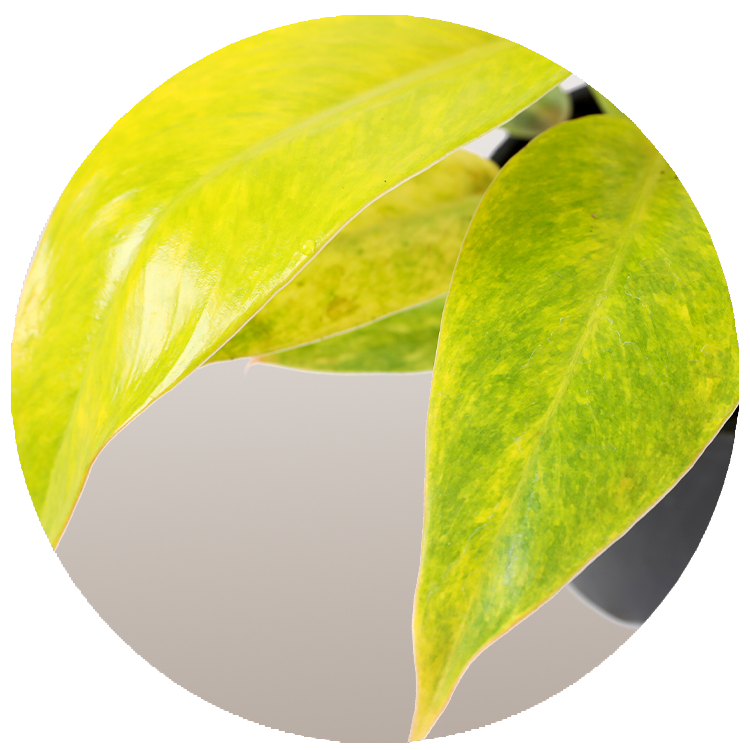 WI_Thumbnails_FY26_Foliage_Calkins_Gold