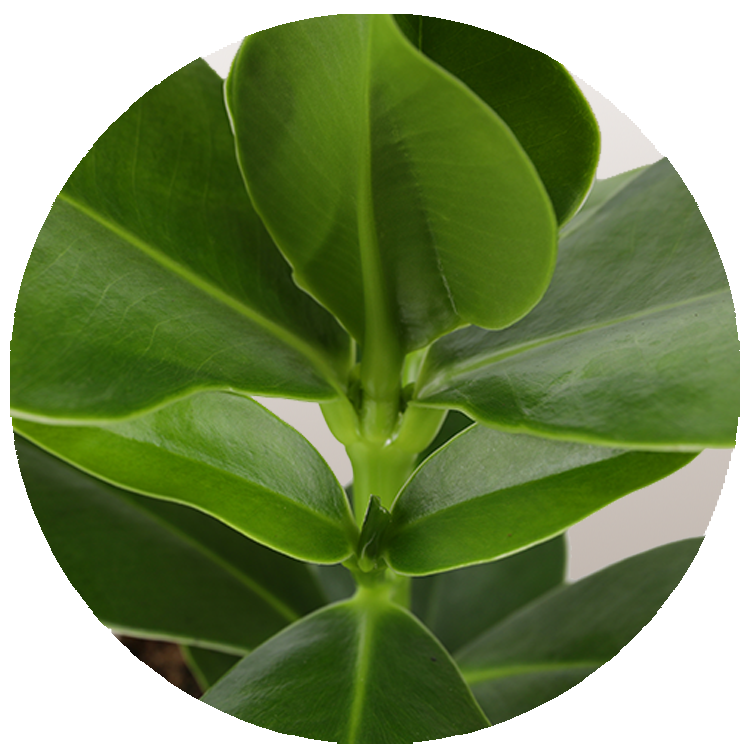 WI_Thumbnails_FY26_Foliage_Clusia-Rosea