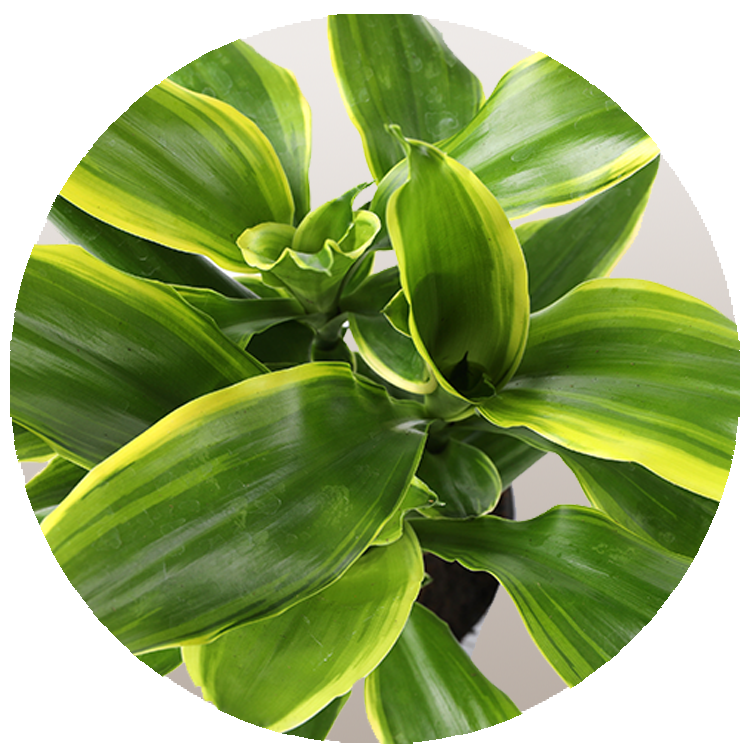 WI_Thumbnails_FY26_Foliage_Draceana_Deremensis_Moonlight