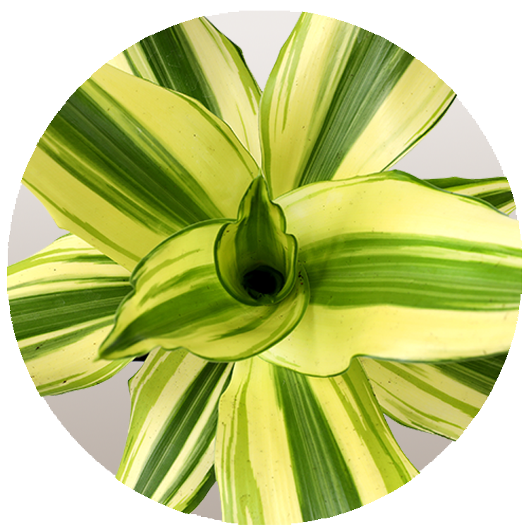 WI_Thumbnails_FY26_Foliage_Draceana_Deremensis_Sol