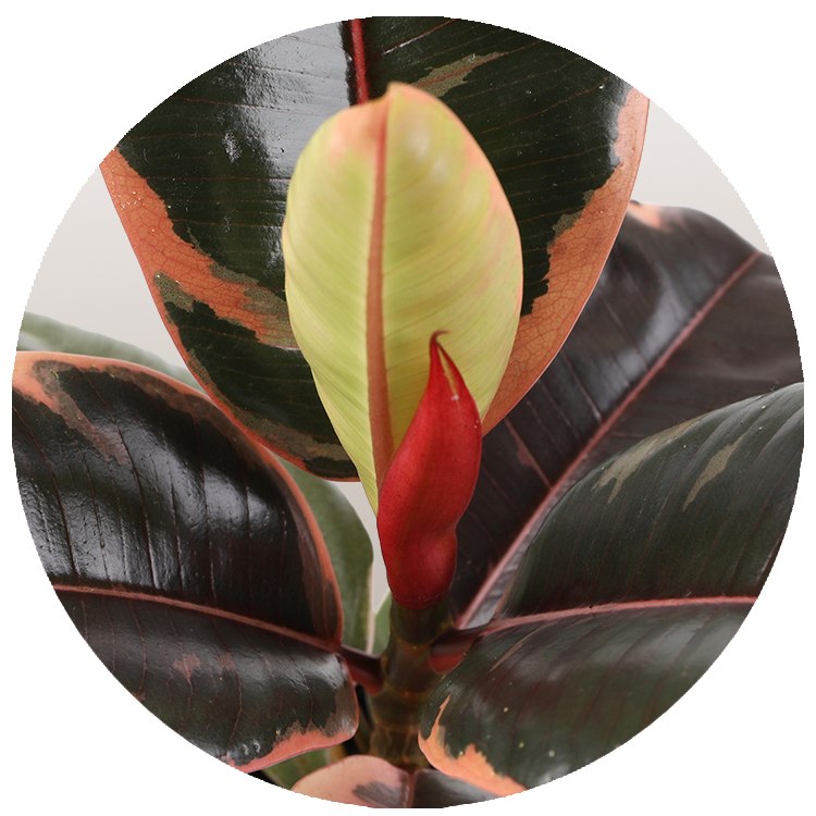 WI_Thumbnails_FY26_Foliage_Ficus_Ruby