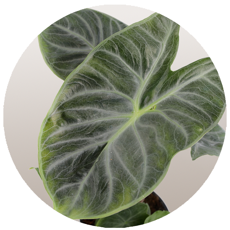 WI_Thumbnails_FY26_Foliage_Ivory_Coast