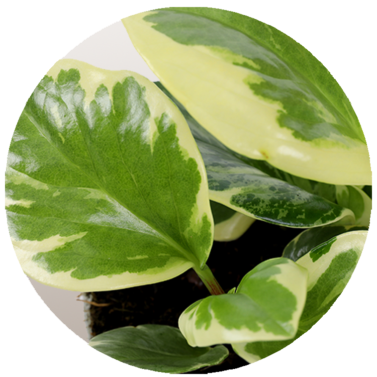 WI_Thumbnails_FY26_Foliage_Peperomia_Obtusifolia_Marble_Veriegated