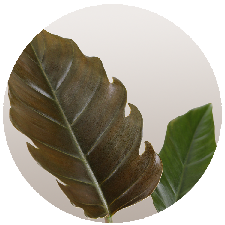 WI_Thumbnails_FY26_Foliage_Philodendron_Caramel