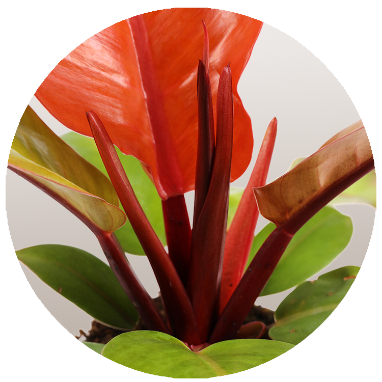 WI_Thumbnails_FY26_Foliage_Philodendron_Prince-of-Orange