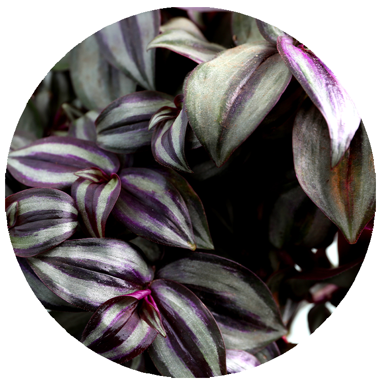 Tradescantia Zebrina 