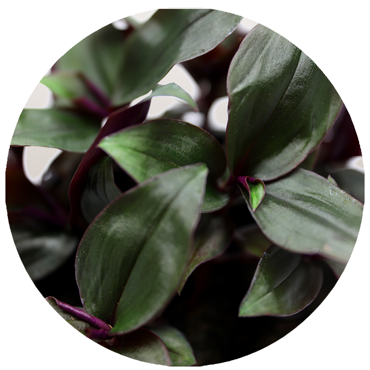 WI_Thumbnails_FY26_Foliage_Tradescatia_Roxxo