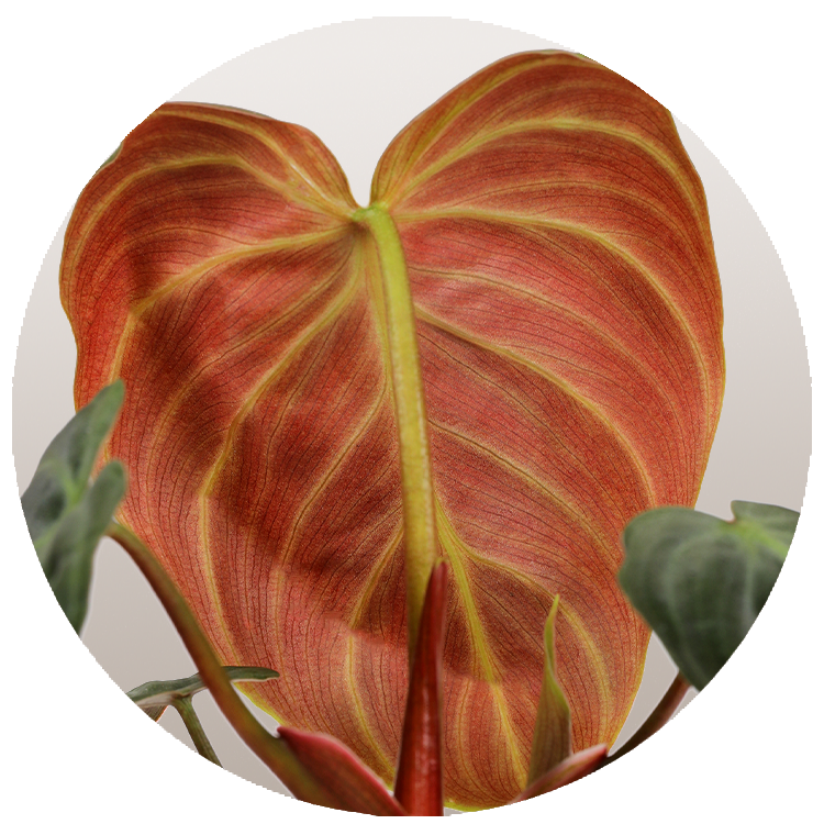 WI_Thumbnails_FY26_Philodendron_El_Choco_Red