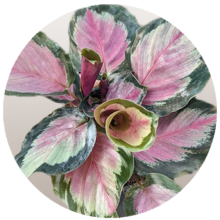 Rose_Calathea_White-Cloud