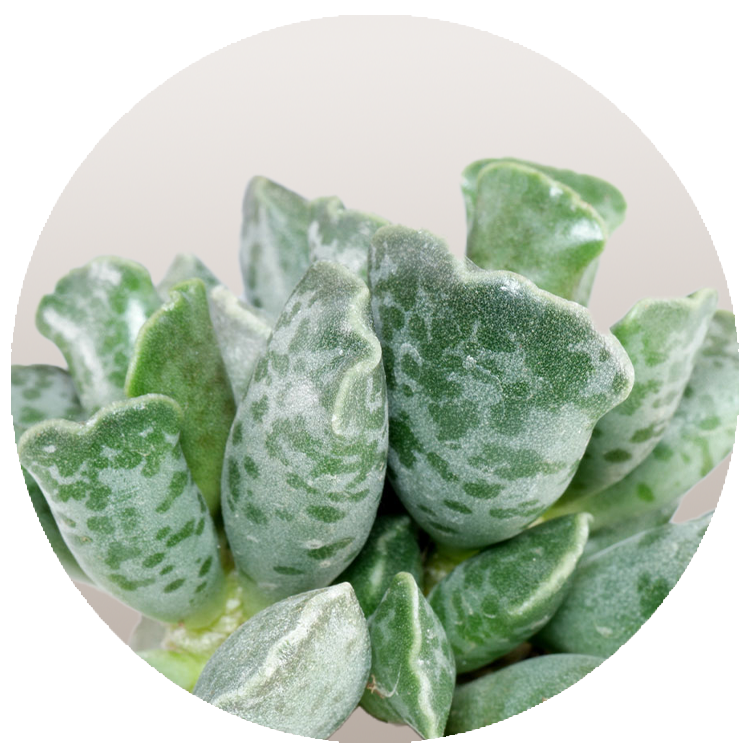 WI_Thumbnails_FY26_succulents_Adromischus-Cooperi