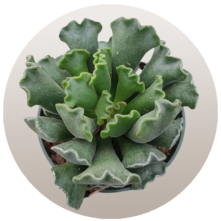 WI_Thumbnails_FY26_succulents_Adromischus-Cristatus