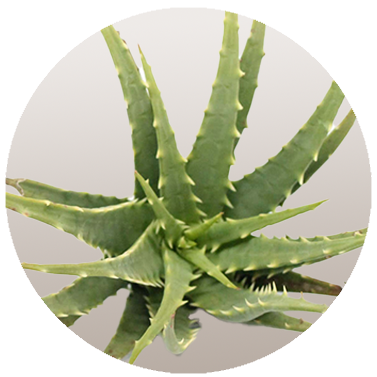 WI_Thumbnails_FY26_succulents_Aloe-Mohawk