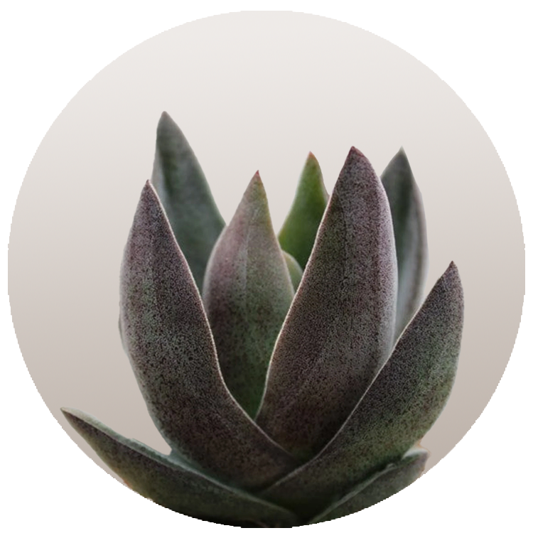 WI_Thumbnails_FY26_succulents_Crassula-Alba-Garnet-Lotus