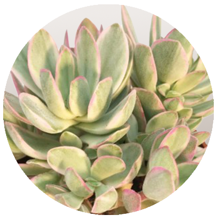 WI_Thumbnails_FY26_succulents_Crassula-Swaziensis