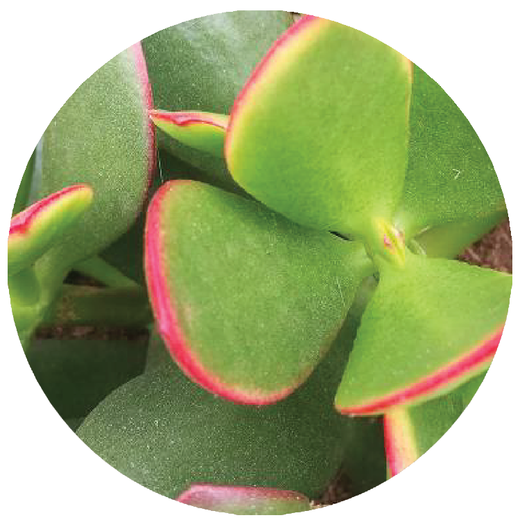 WI_Thumbnails_FY26_succulents_Crassula_Ovata_Sunset