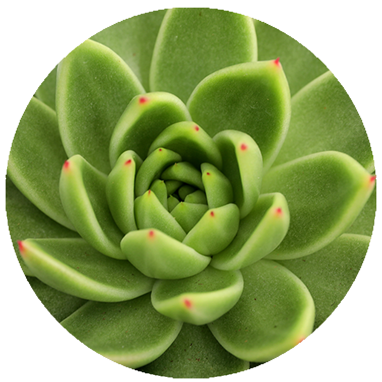 WI_Thumbnails_FY26_succulents_Echeveria-Agavoides-Lemaire