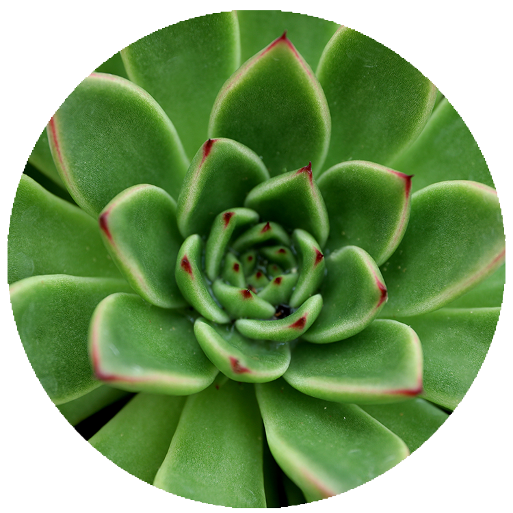WI_Thumbnails_FY26_succulents_Echeveria-Agavoides-Red-Tip