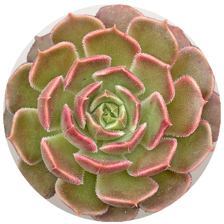 WI_Thumbnails_FY26_succulents_Echeveria-Brown-Rose
