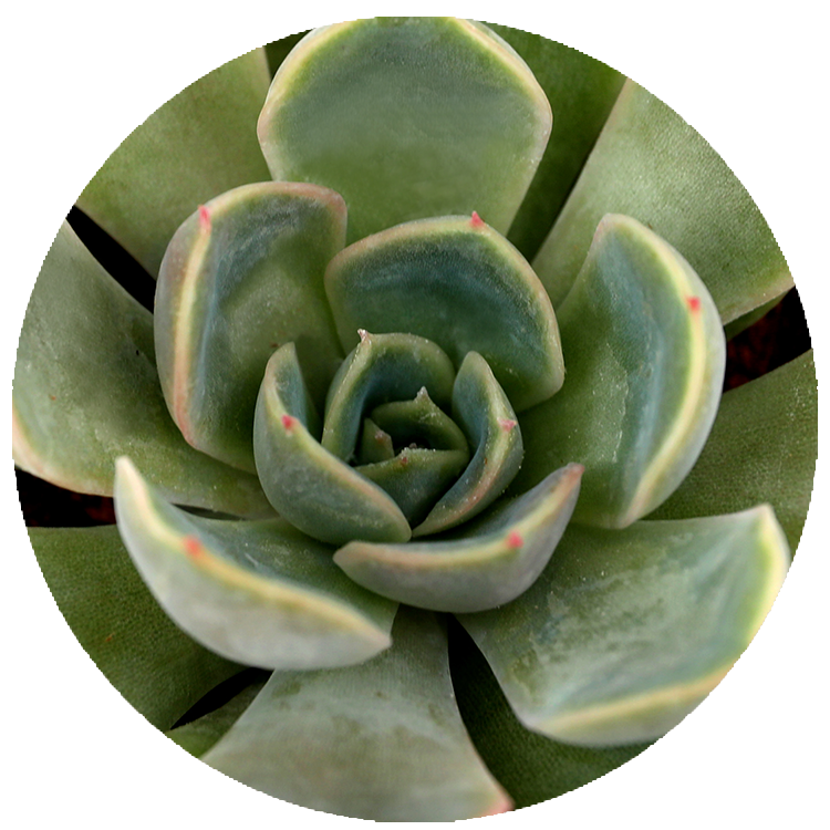 WI_Thumbnails_FY26_succulents_Echeveria-Jasiri