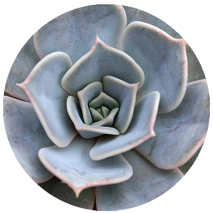 WI_Thumbnails_FY26_succulents_Echeveria-Lilacina