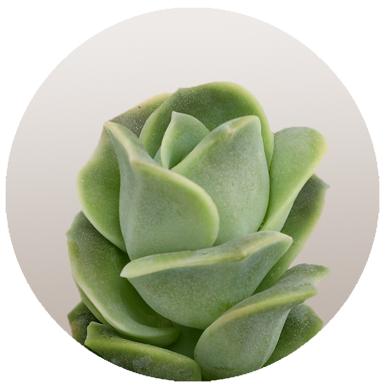 WI_Thumbnails_FY26_succulents_Echeveria-Lovely-Rose