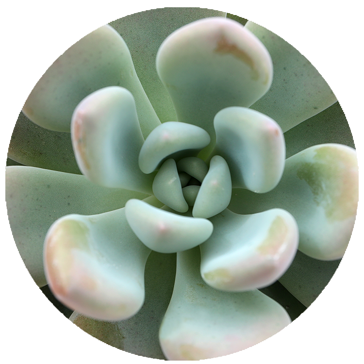WI_Thumbnails_FY26_succulents_Echeveria-Opalina