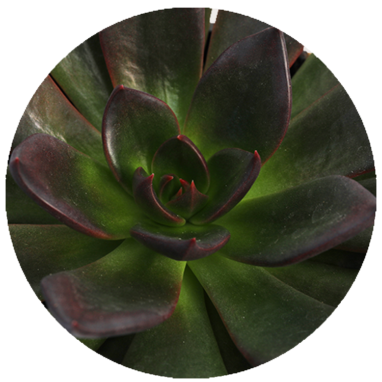 WI_Thumbnails_FY26_succulents_Echeveria-Preta