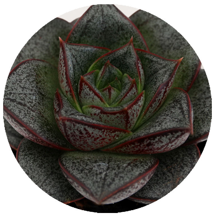 WI_Thumbnails_FY26_succulents_Echeveria-Purpureum