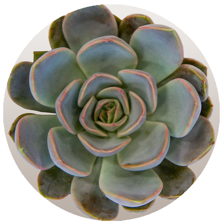 WI_Thumbnails_FY26_succulents_Echeveria-Summer