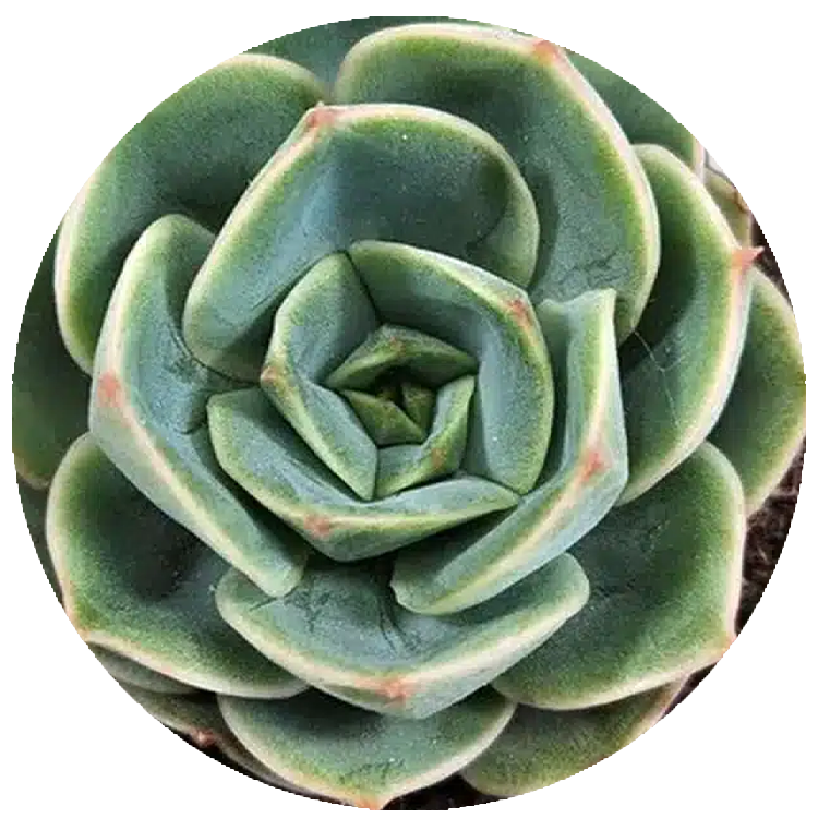 WI_Thumbnails_FY26_succulents_Echeveria-Tigela