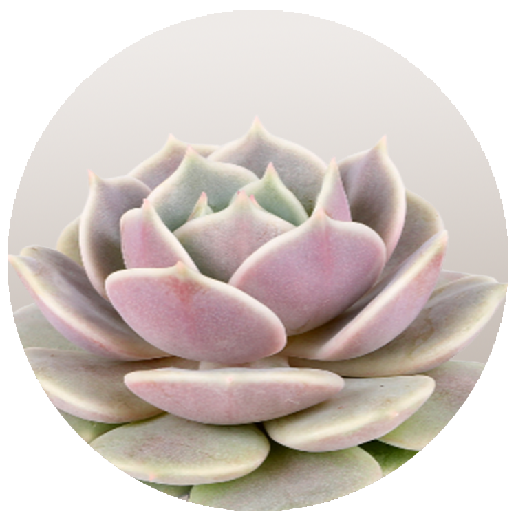 WI_Thumbnails_FY26_succulents_Echeveria_Lola