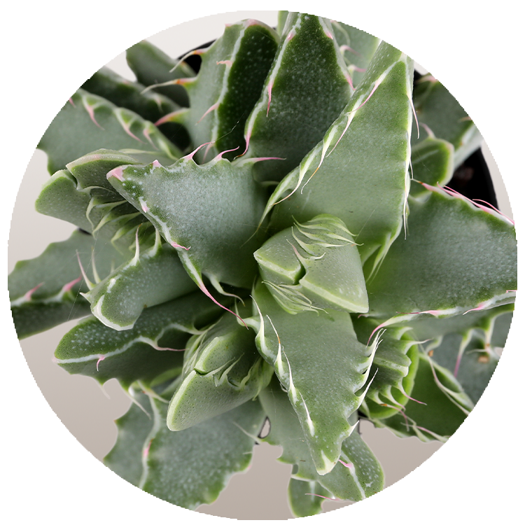 WI_Thumbnails_FY26_succulents_Faucaria-Tuberculosa