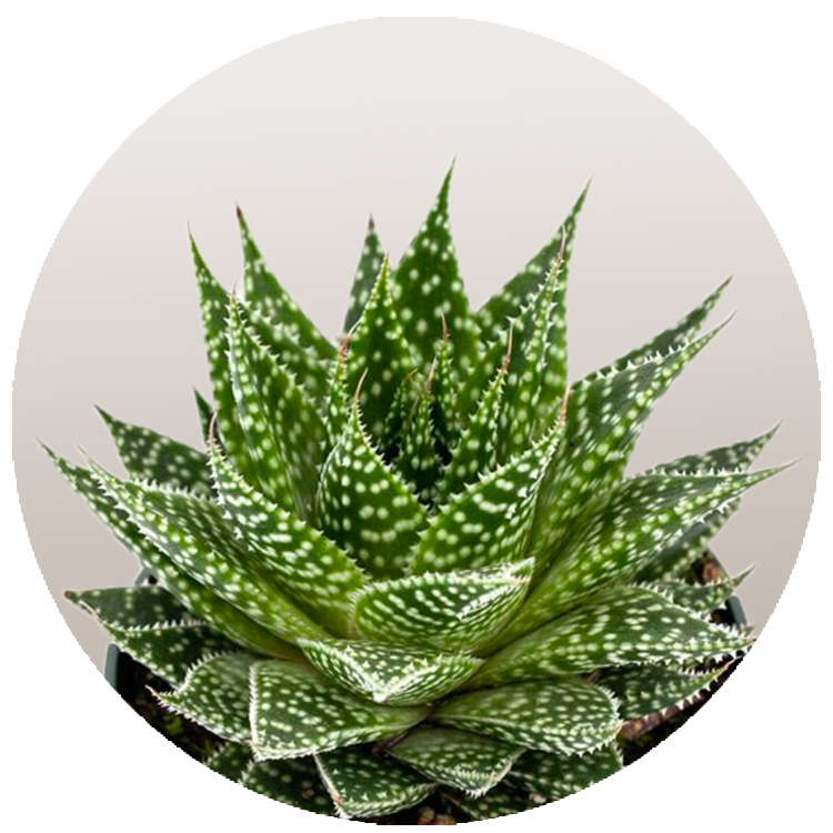 WI_Thumbnails_FY26_succulents_Gasteria-Durban
